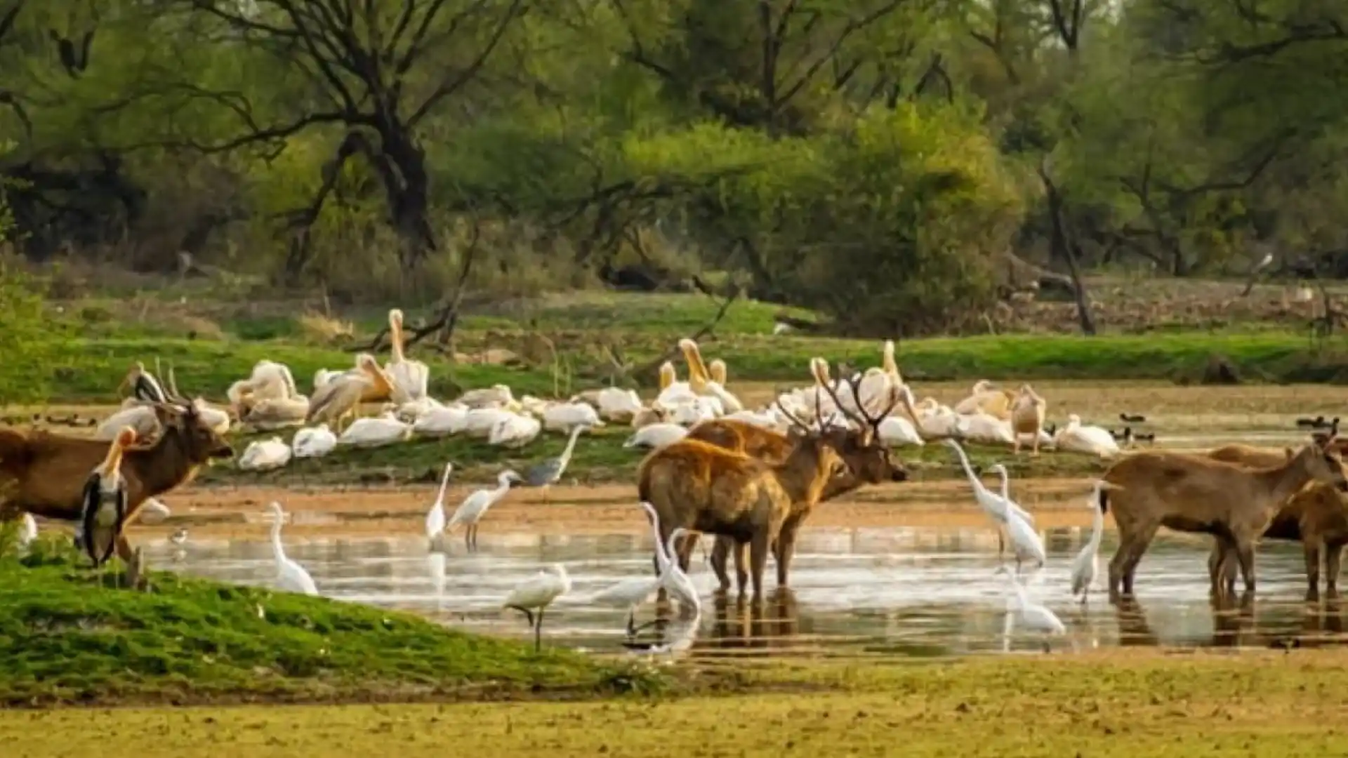 Mount Abu Wildlife Sanctuary